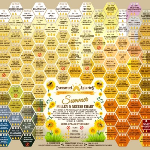 Summer Nectar & Pollen Chart