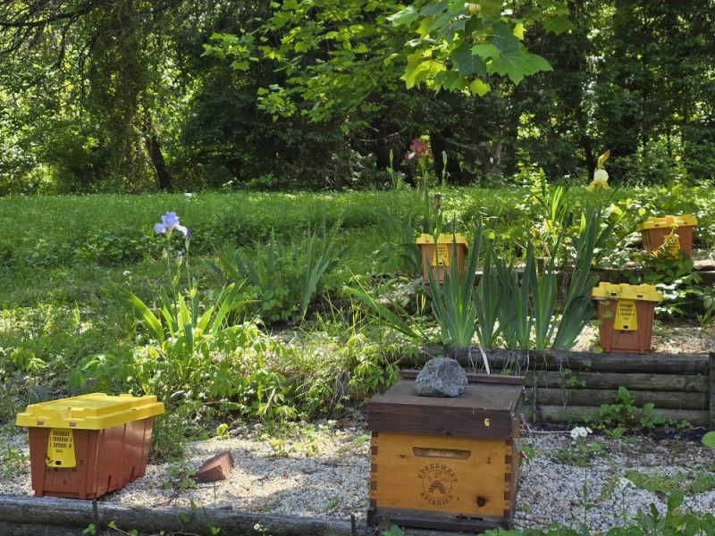 2025 Nucs - Image 3