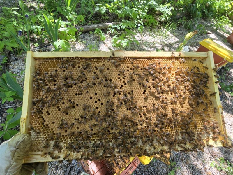 2025 Nucs - Image 2