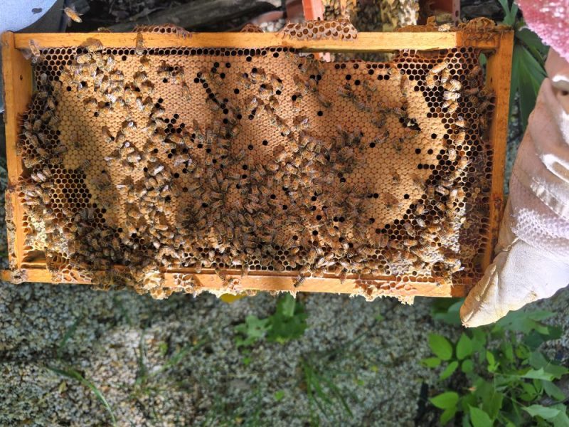 2025 Nucs
