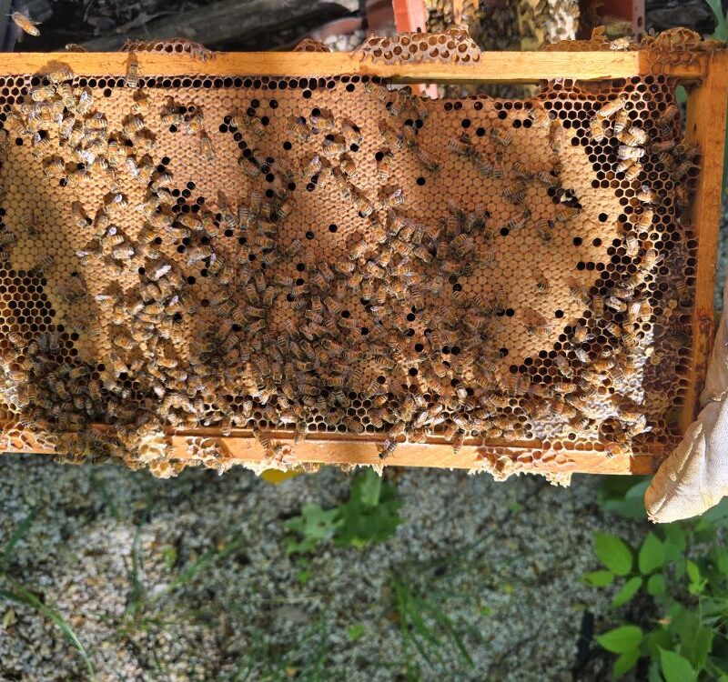 2025 Nucs