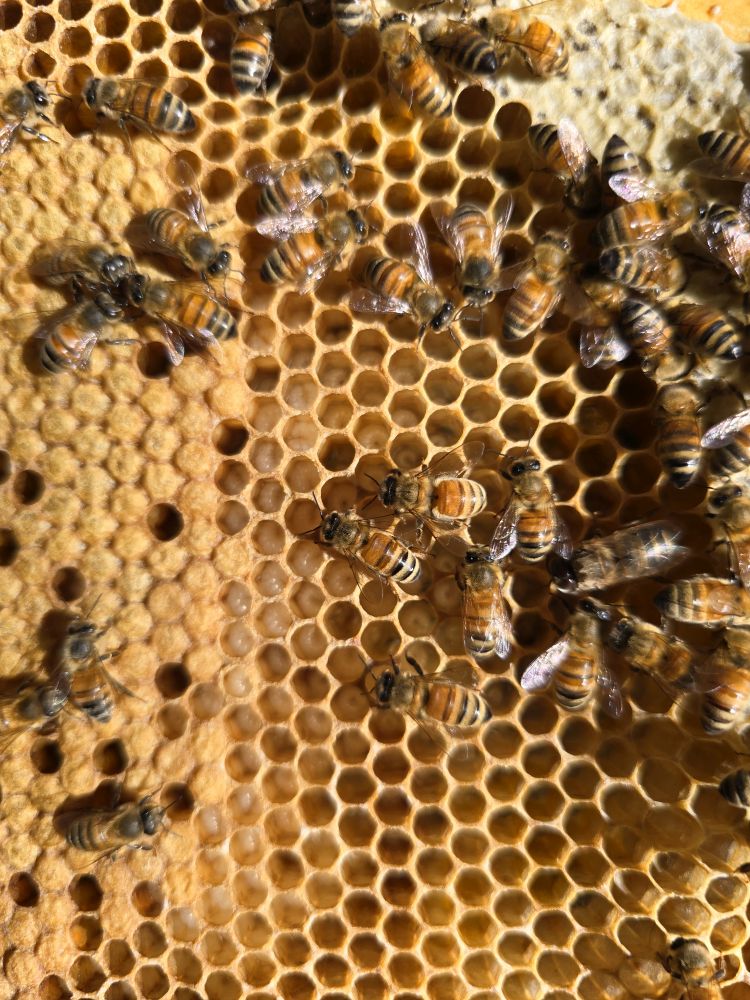 2025 Nucs - Image 4