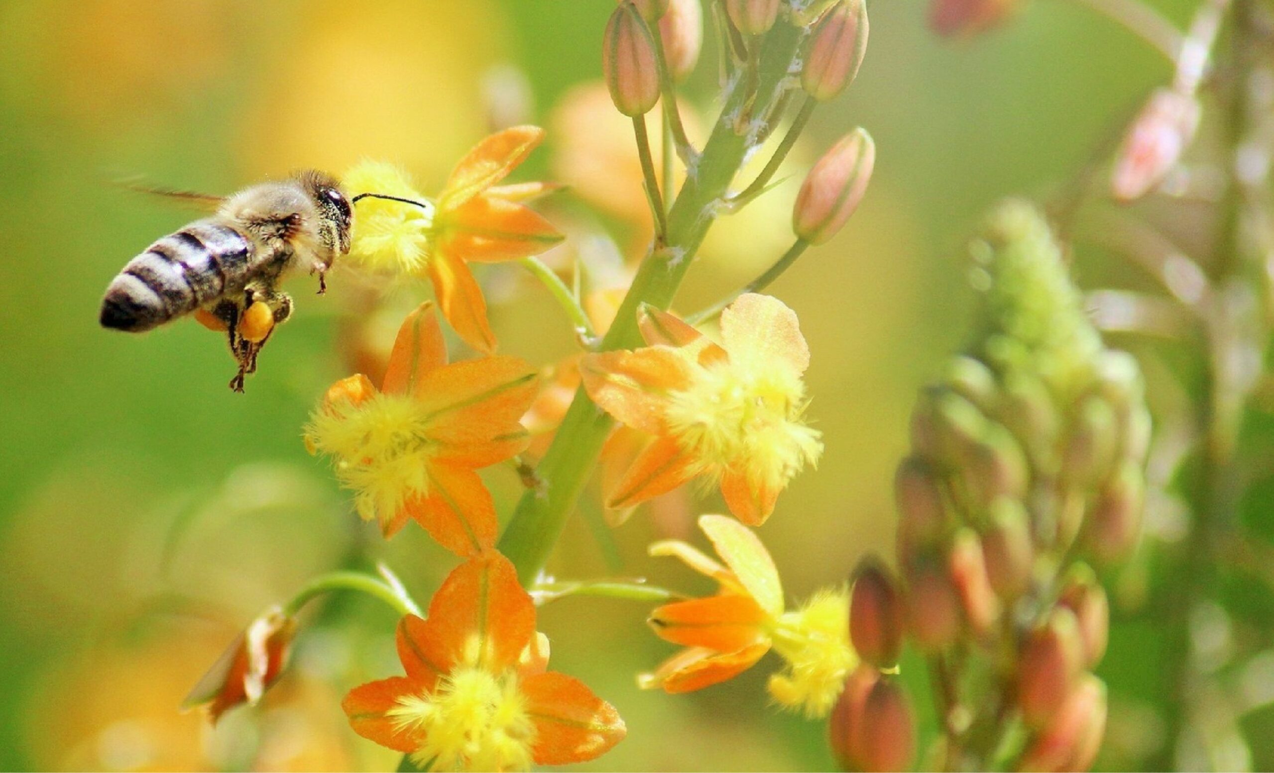 June Beekeeping Tasks