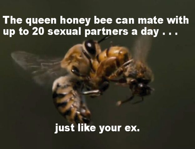 Queen Mating