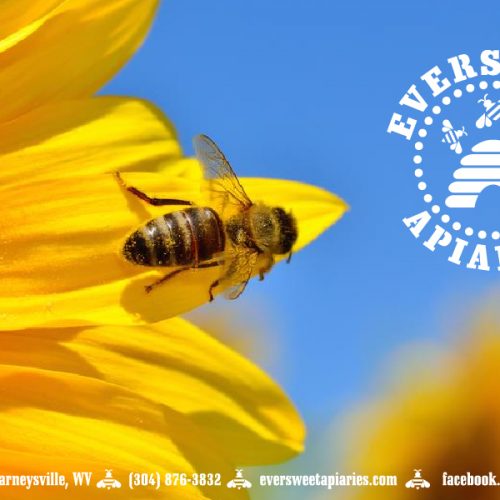 General Gift Card – Bee 3