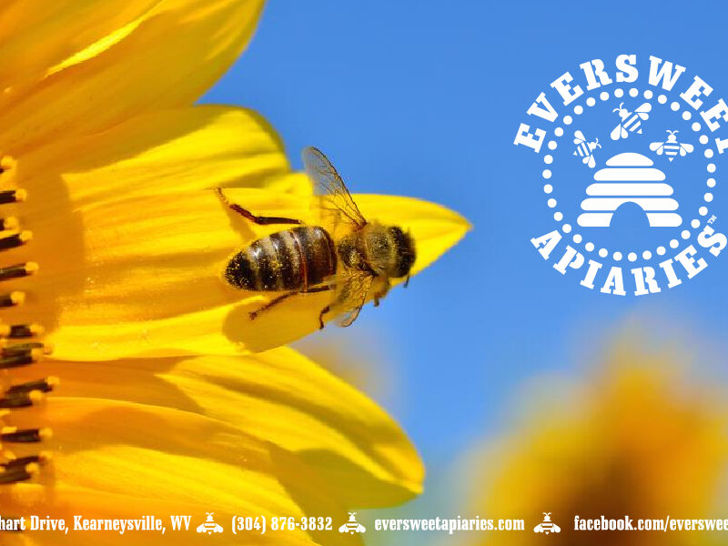 General Gift Card – Bee 3