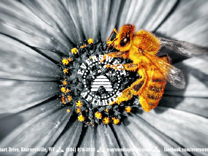 General Gift Card – Bee 2