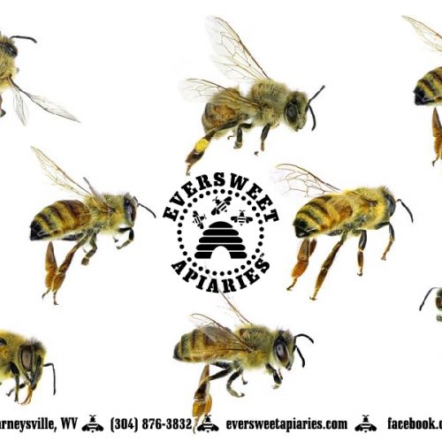 General Gift Card - Bee 5