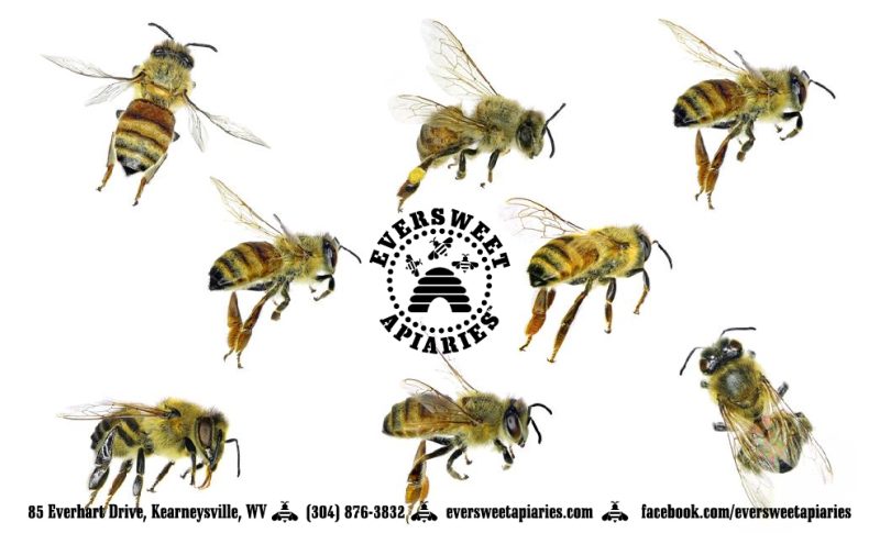 General Gift Card - Bee 5