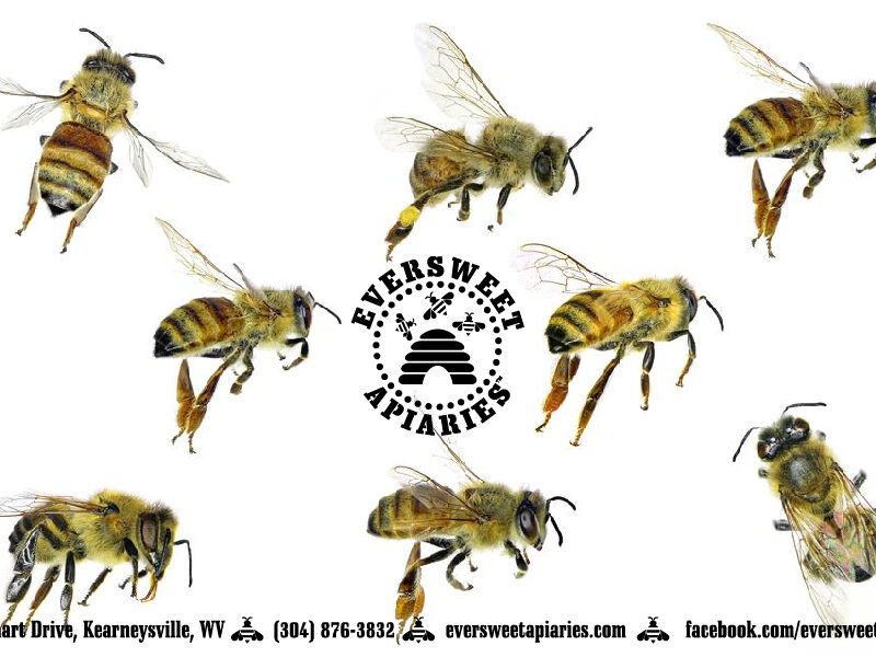 General Gift Card - Bee 5