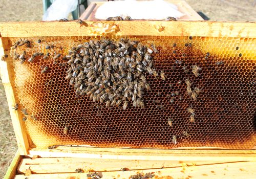 It’s February….Keep an eye on your hives!