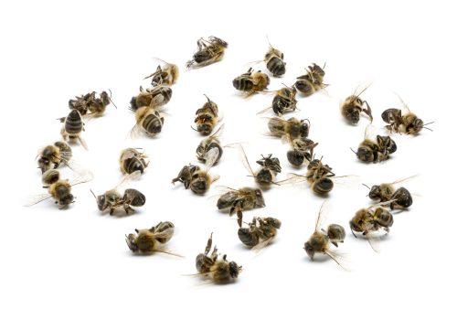 Group of dead bees, isolated on white