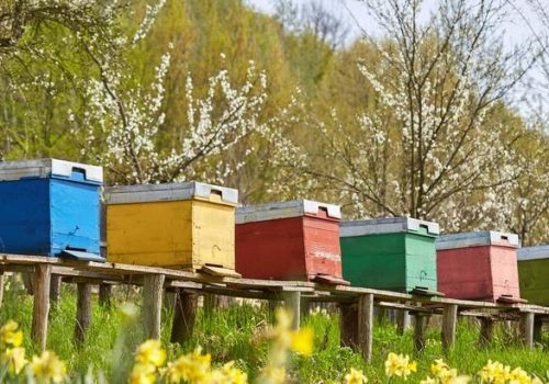 March Beekeeping Tasks