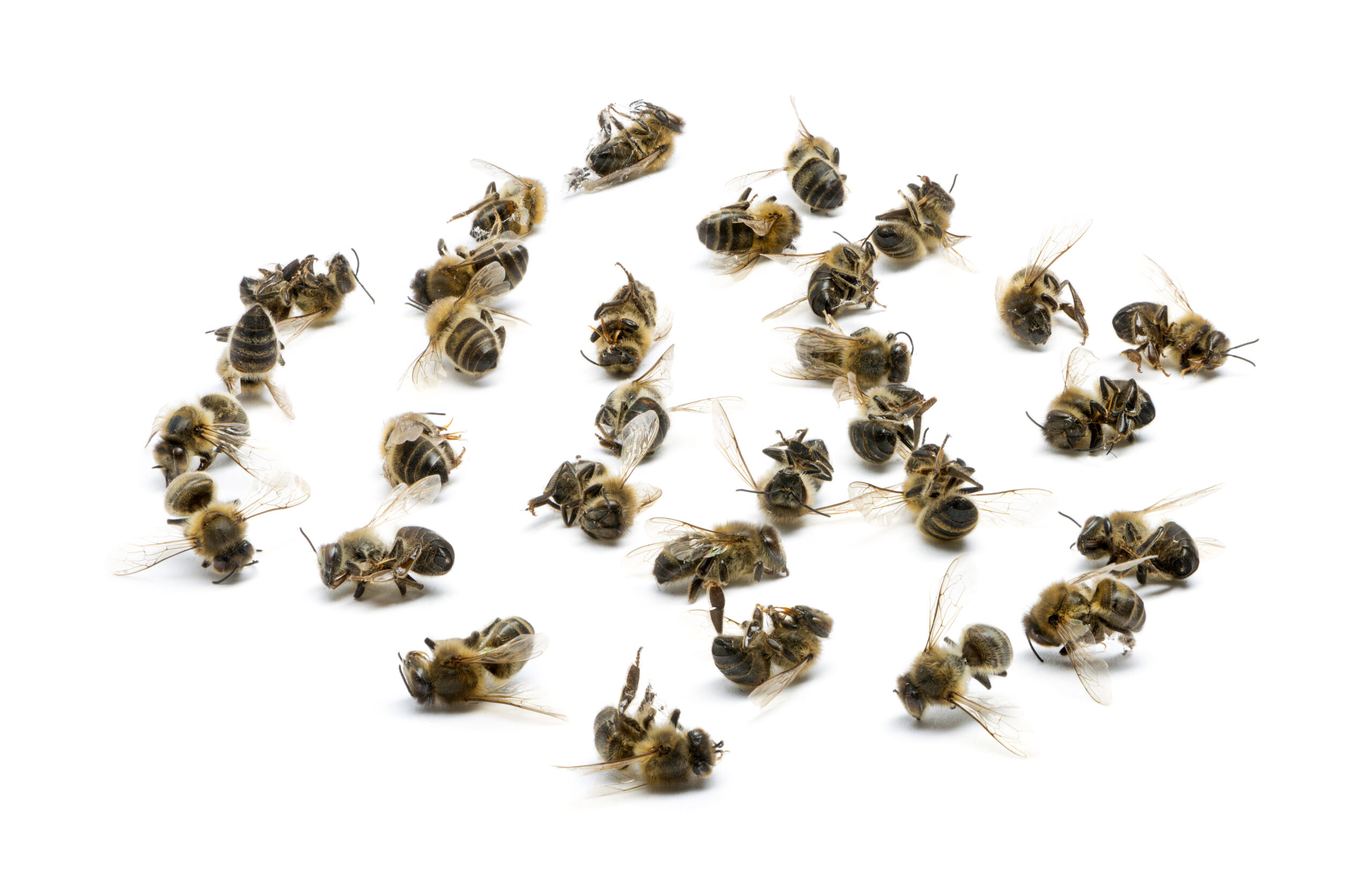 Group of dead bees, isolated on white