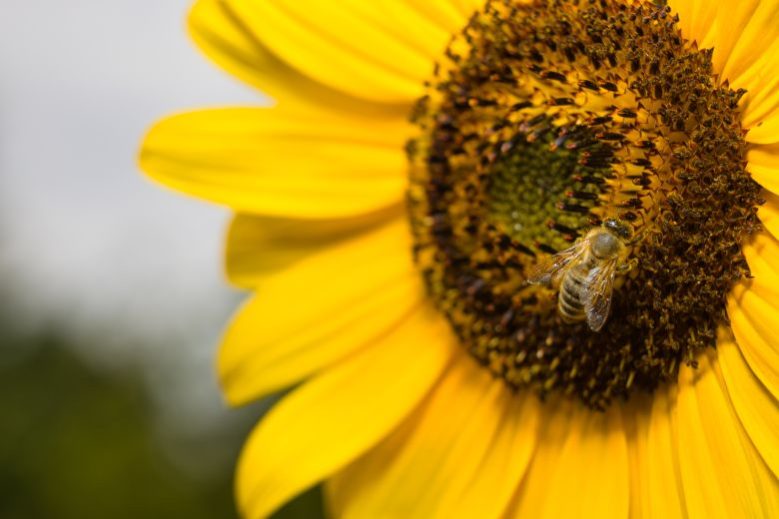 Jul.-Aug. Beekeeping Tasks