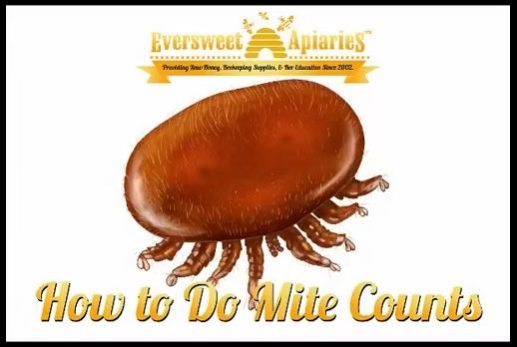 How to Do Mite Counts