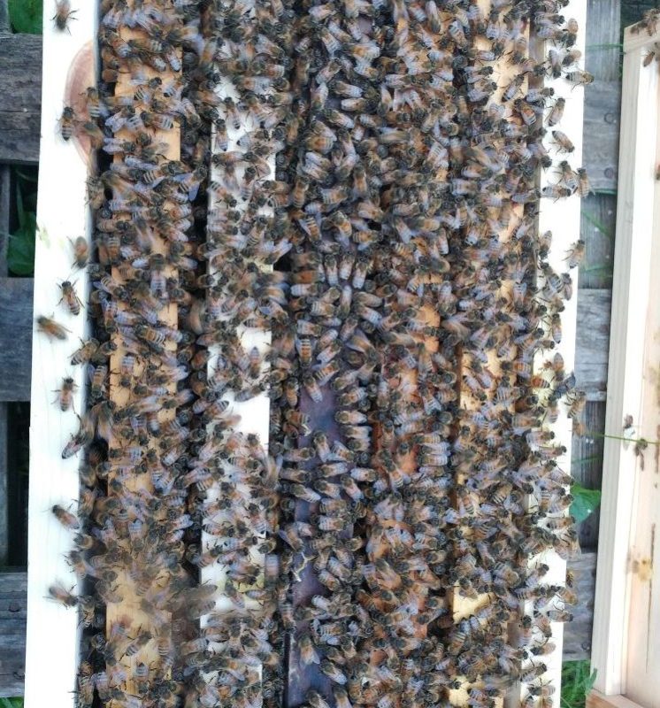 Nucs