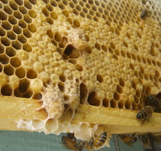 April Beekeeping Tasks