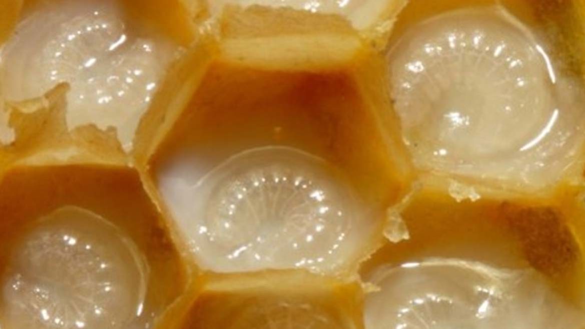 What is Royal Jelly?