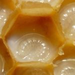 royal jelly