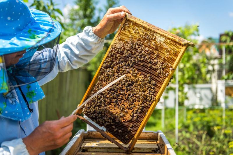 Online Advanced Beekeeping Course
