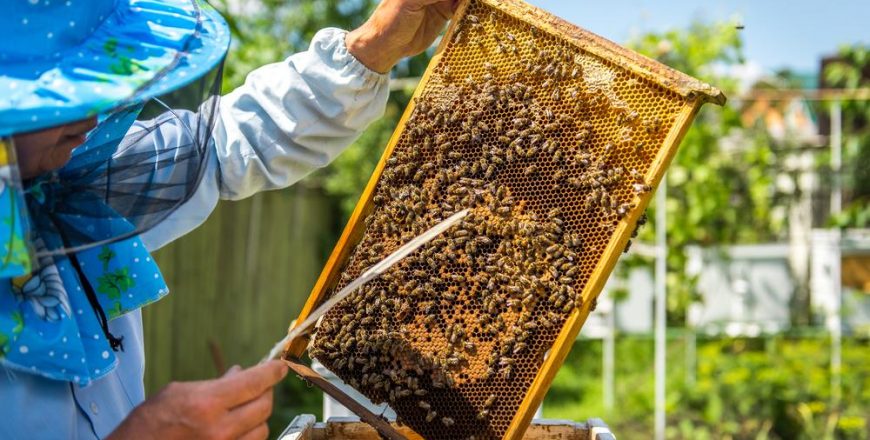 advance beekeeping