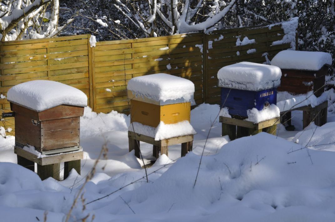 snow hives